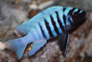 Metriaclima zebra 'Thumbi West'